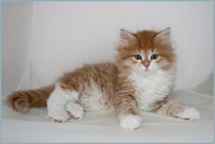 Male Siberian Kitten from Deedlebug Siberians